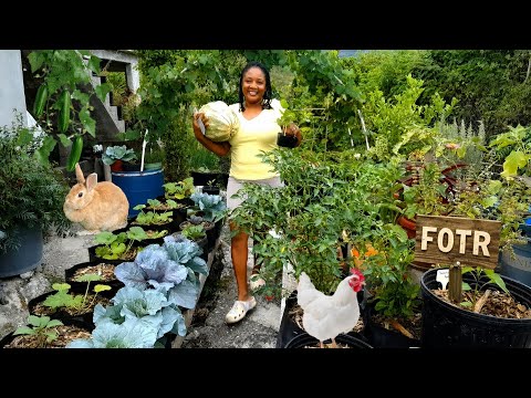 Slow Living/Feeding My Family Fresh From The Garden Daily