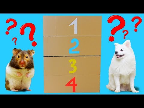4 Level Maze For Hugo Hamster and Snowball Dog