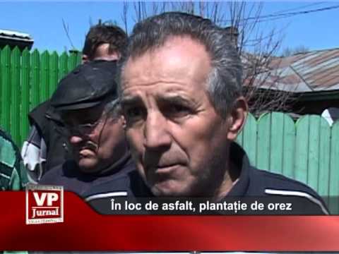 În loc de asfalt, plantație de orez