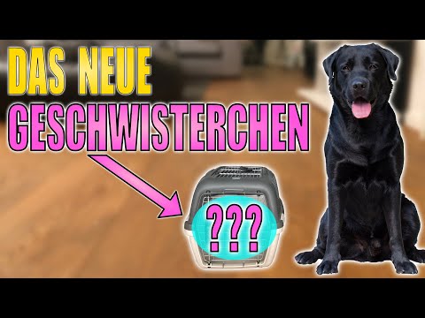 Cedric der Labrador - 46 | Das neue Geschwisterchen