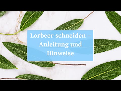 🏡 Lorbeeren schneiden – Anleitung und Hinweise