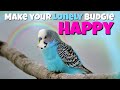 Budgie sounds (1 Hour Happy Budgies) Parakeets