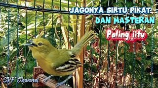 Download lagu Suara sirtu betina birahi memanggil jantan 100% ampuh buat masteran/pikat#sirtugacor mp3