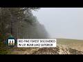 Red Pine forest discovered in U.P. near Lake Superior