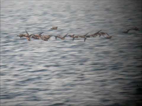 Svartbukig prutgås 29 5 2018 Lindö udde