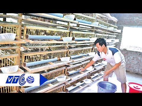 , title : 'Thăm trang trại chim cút có 1-0-2 ở Việt Nam | VTC'