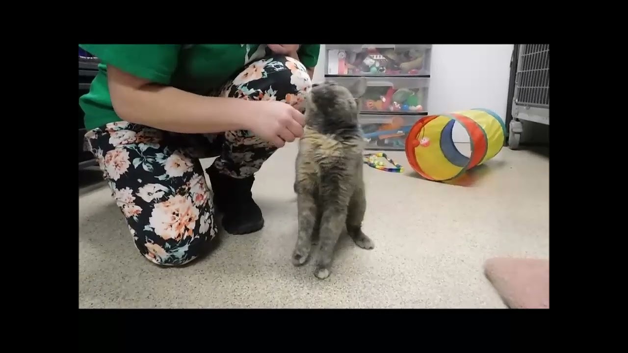 DUCHESS, a Adoptable Dilute Calico in Ironwood, MI video 3/3