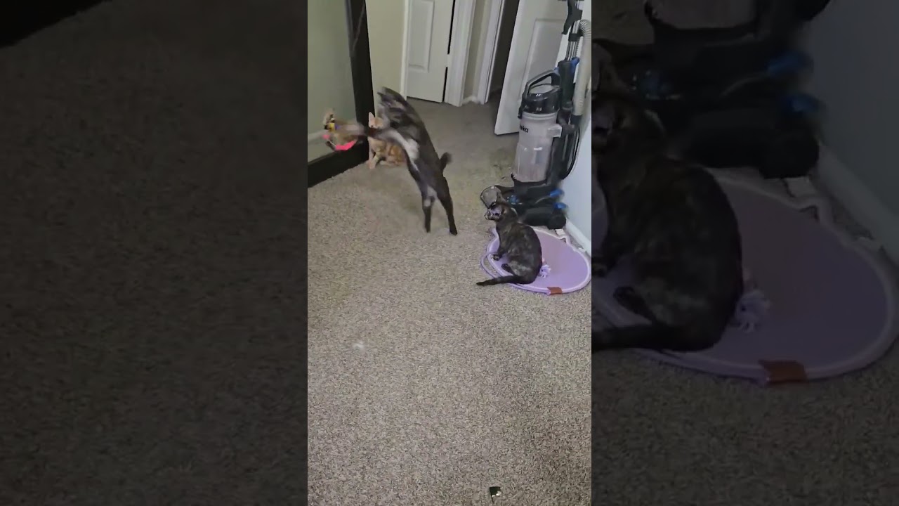 Enlarge Tori, an adopted mixed breed in Mesa, AZ video 6/6