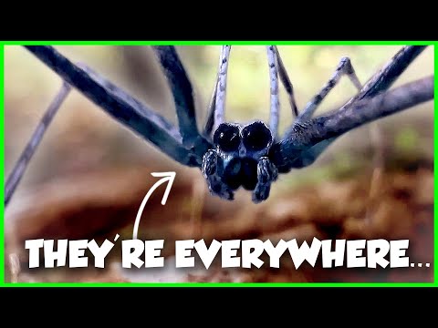 The WEIRDEST Spiders in the US Ranked