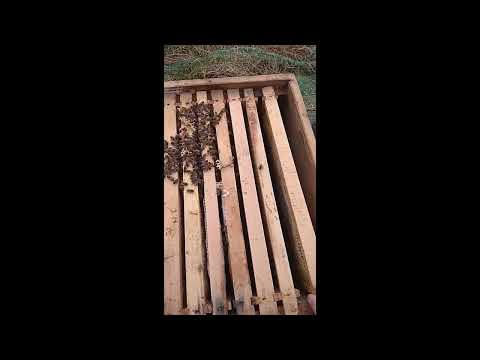 Ableger darf sich jetzt Wirtschaftsvolk nennen