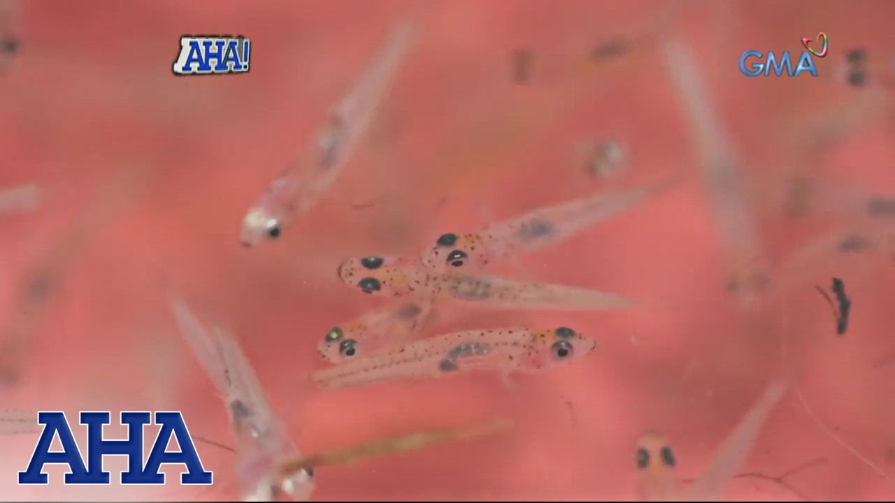 AHA!: Pinakamaliit na edible at commercially harvested fish sa mundo