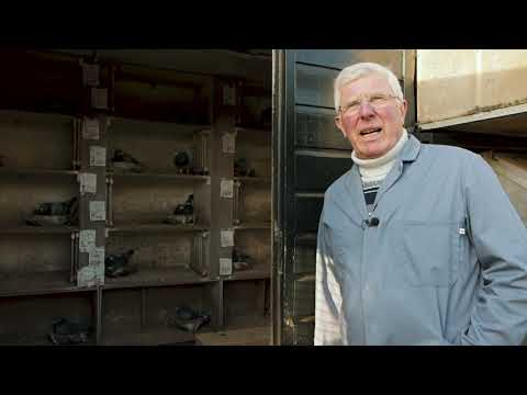 Quick Tips 9: Moving eggs to foster pigeons with Willem de Bruijn (English Subtitles).