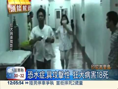 4年前爆狂犬病 峇里島18人送命