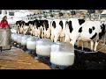 Modern Cow Dairy Farming Cow Milking Technology Machine Smart Dairy Farm