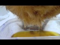 Sick Hen with Fluid in Abdomen 271010