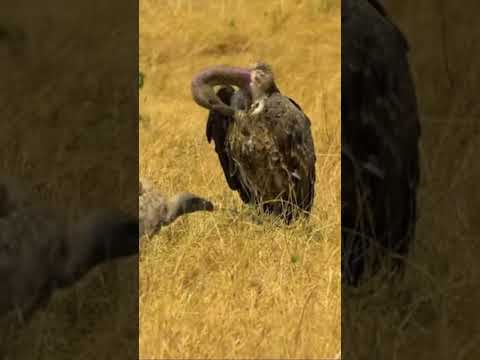 Vida salvaje Buitre Esto es Vida Animal Salvaje