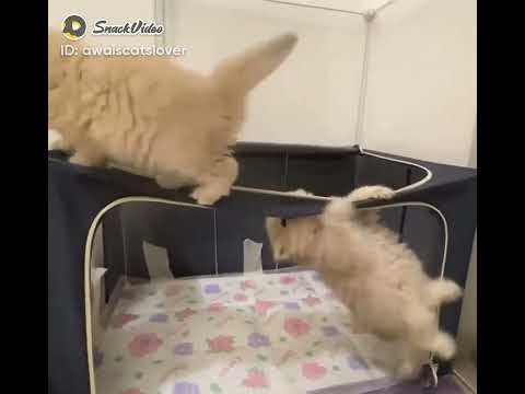 fantastic funny cats and kittens #shorts #youtubeshorts Chunnu Funny Cats