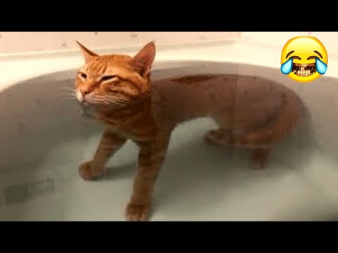 2024 NEW Most Viral Animal Videos 110% The most Funny 🐶Dogs and Cats😻 #2