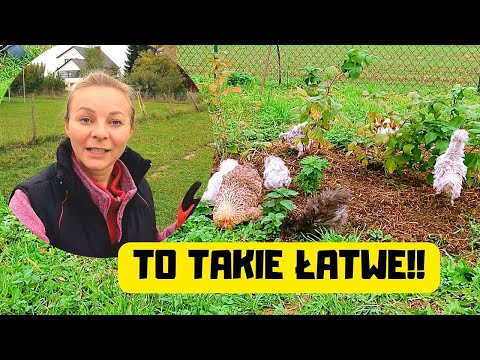 Rozmnażanie porzeczki jest takie łatwe oraz prawdziwa miłość