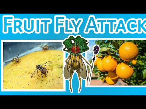 Fruit fly Attack on Orange |Cinematic short Movie |fruit fly Attack on fruits |Agro Book #shorts