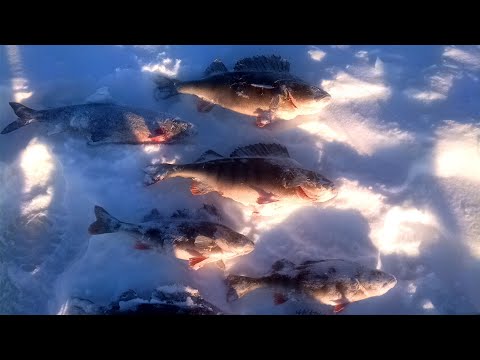 Saimaan turnee, avausviikonloppu. Iso ahven purulla (jakso 1/4) / 2023