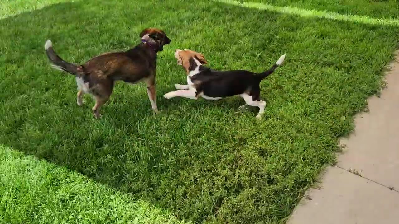 Enlarge Beatrix, an adopted mixed breed in Marshfield, WI video 6/6