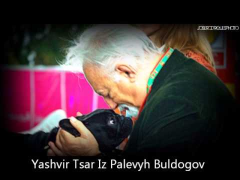 Loveandbull Kennel Awards 2012