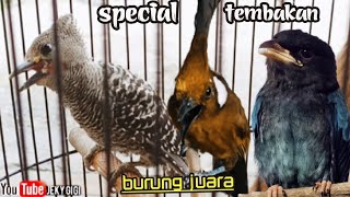 Download lagu SPECIAL TEMBAKAN BURUNG JUARA || ( berjedah ) cililin vs pelatuk vs tengkek buto mp3
