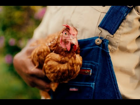 Fadess - Chicken Party (Official Music Video)