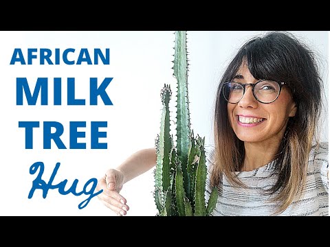 , title : 'African milk tree care | Euphorbia Trigona