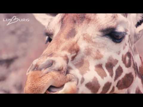 Urlaubsregion Limburg: Attraktionen