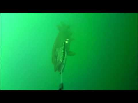 Spannung PUR! Quantum Yolo Livebiss