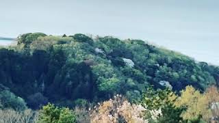 神奈川の有名デートスポット湘南平に悪魔？閲覧注意