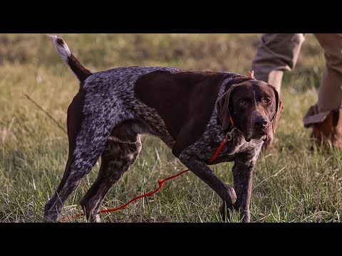 17 QUAIL DOWN!!! German Shorthaired Pointers Out for A Day of Upland Bob White Hunting