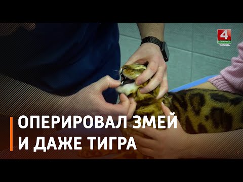 Оперировал змей и тигра. Потомственный ветврач Руслан Титушкин лечит животных на протяжении 20 лет видео
