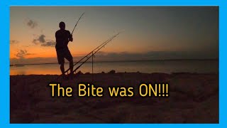 Big Cats From the Bank! 5 Fish / 20lb Blue Cats/Choke Canyon Lake