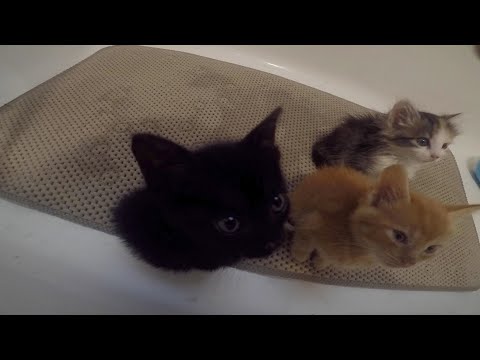 6 Week Old Kittens Take Their First Bath