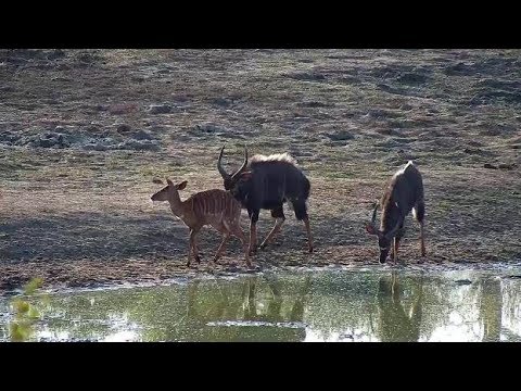 Djuma: Nyala bulls with the limping female - 08:02 - 06/18/19