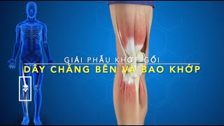 Dây chằng bên và bao khớp gối