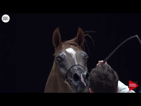 N.144 SUBHI - Paris 2018 - Senior Stallions (Class CM 6B)