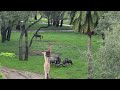 Wildebeest Playing In The Rain At Disney S Animal Kingdom Lodge Jambo House