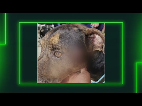 Aberrante caso de maltrato animal en Urrao - Teleantioquia Noticias
