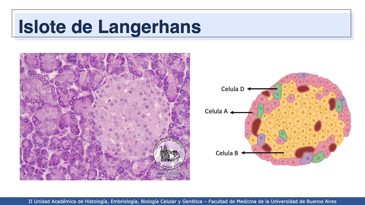VIDEHISTO #52 | Sistema endocrino - Páncreas endocrino y sistema endócrino difuso