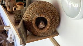 Kiskorpádi kakukkfióka