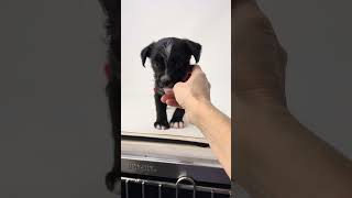 Video preview image #1 Malteagle Puppy For Sale in Benton, LA, USA