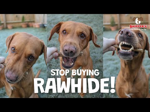 The Best Rawhide Alternatives for Dogs (2025 Guide)