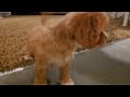 Cavapoo dogs for sale: Wyatt - Video 1