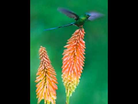 TAROT & ARCHETYPAL MIND I: Ra Material Compilation, 7-18-11 [First PDF Session]