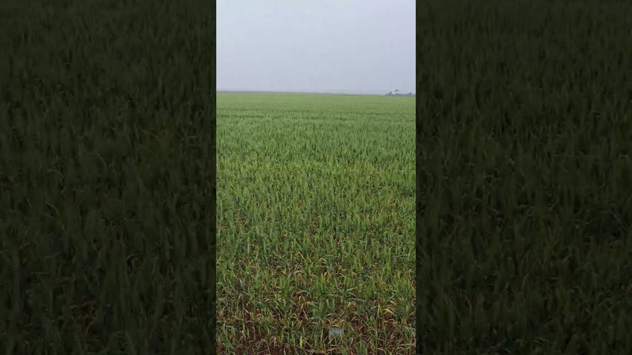 Trigo bem manejado entregando as áreas limpas para semeadura da Soja!