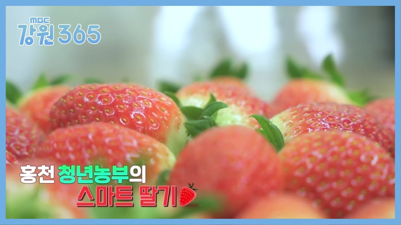 [강원365] 홍천 청년농부의 스마트 딸기